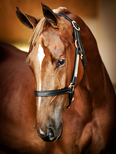 Monbeg Zena 